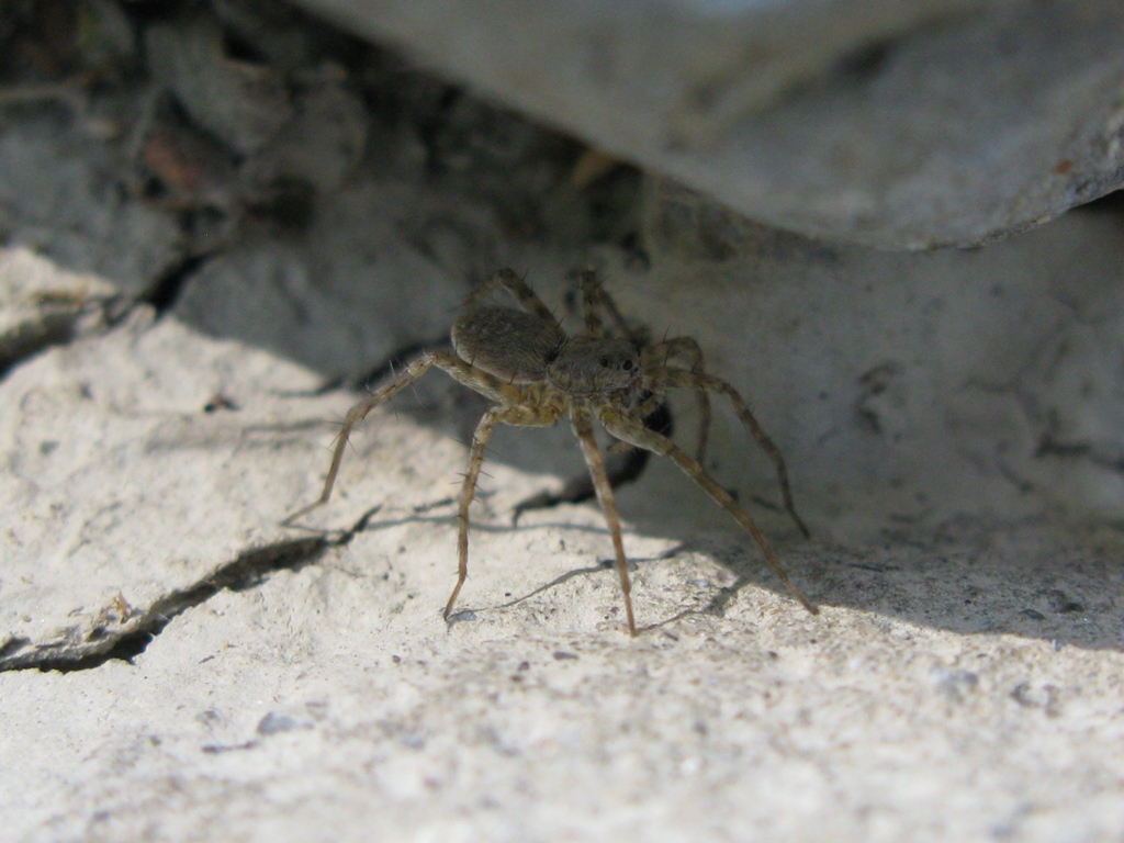 Pardosa wagleri